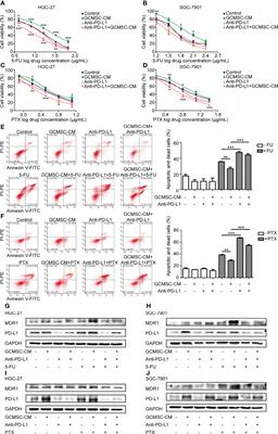 Inhibition of CCCTC Binding Factor-Programmed Cell Death Ligand 1 Axis Suppresses Emergence of Chemoresistance Induced by Gastric Cancer-Derived Mesenchymal Stem Cells